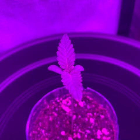 Unbekannte Sorte growlog timeline photo