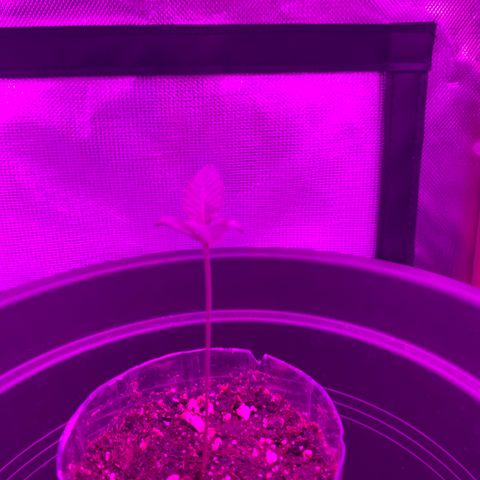 Unbekannte Sorte growlog timeline photo