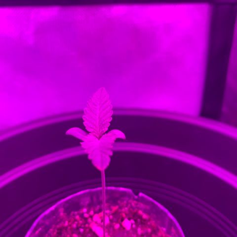 Unbekannte Sorte growlog timeline photo