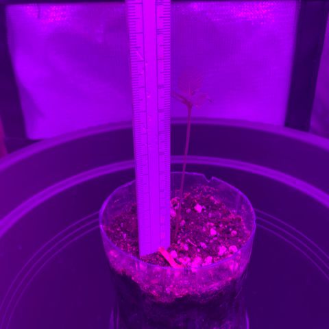 Unbekannte Sorte growlog timeline photo