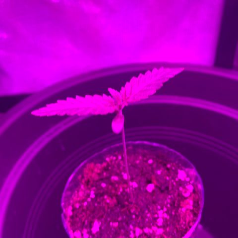 Unbekannte Sorte growlog timeline photo