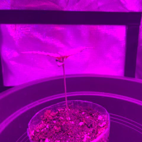 Unbekannte Sorte growlog timeline photo
