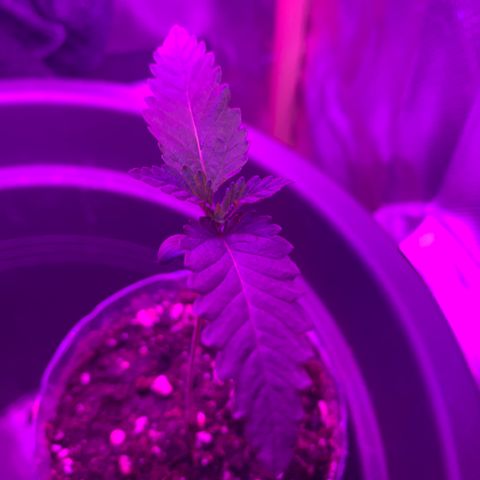 Unbekannte Sorte growlog photo: Höhe beträgt 9,5 cm 