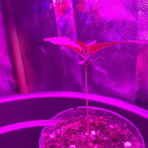 Unbekannte Sorte growlog photo: Höhe beträgt 9,5 cm 