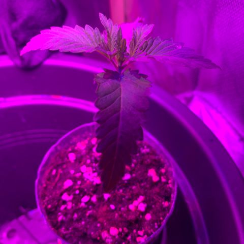 Unbekannte Sorte growlog photo: 10cm 