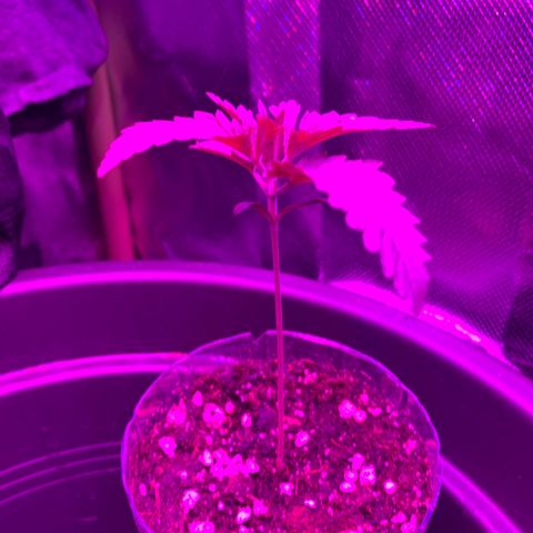 Unbekannte Sorte growlog photo: 10cm 