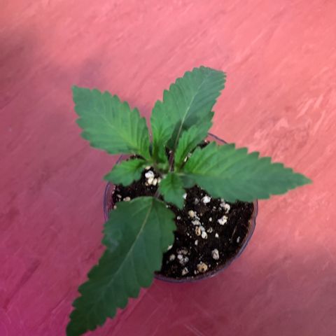 Unbekannte Sorte growlog timeline photo
