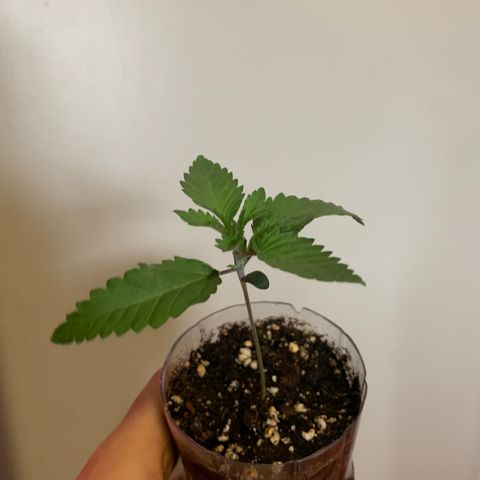 Unbekannte Sorte growlog timeline photo