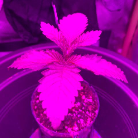 Unbekannte Sorte growlog timeline photo
