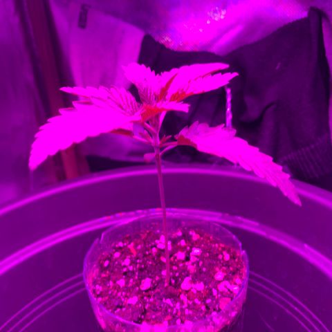 Unbekannte Sorte growlog timeline photo