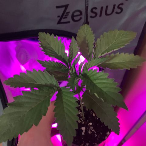 Unbekannte Sorte growlog timeline photo