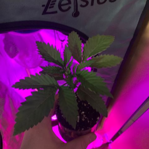 Unbekannte Sorte growlog timeline photo