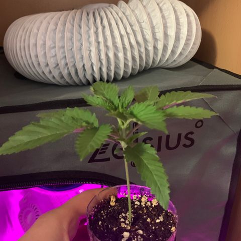 Unbekannte Sorte growlog timeline photo