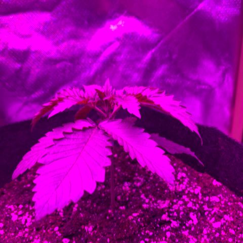 Unbekannte Sorte growlog photo: Umgetopft 
12l Stoff Topf 