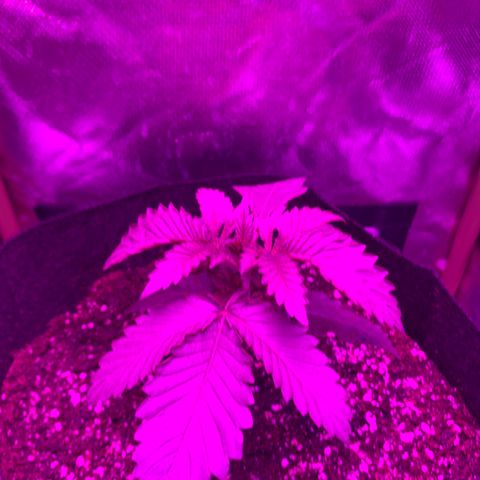 Unbekannte Sorte growlog photo: Umgetopft 
12l Stoff Topf 