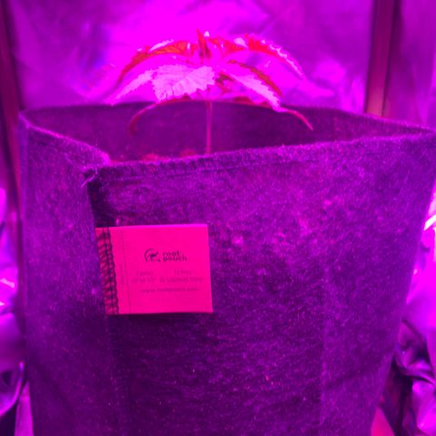 Unbekannte Sorte growlog photo: Umgetopft 
12l Stoff Topf 