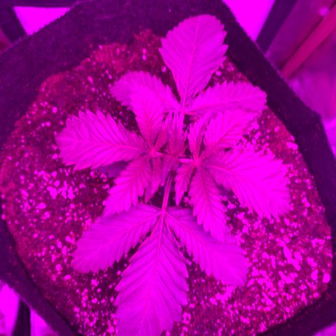 Unbekannte Sorte growlog photo: Umgetopft 
12l Stoff Topf 