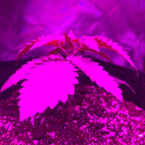 Unbekannte Sorte growlog timeline photo