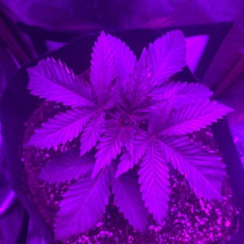 Unbekannte Sorte growlog timeline photo