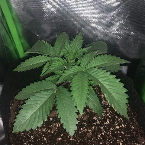 Unbekannte Sorte growlog timeline photo