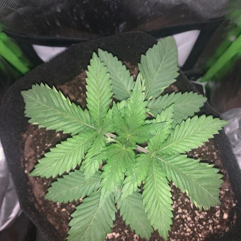 Unbekannte Sorte growlog timeline photo