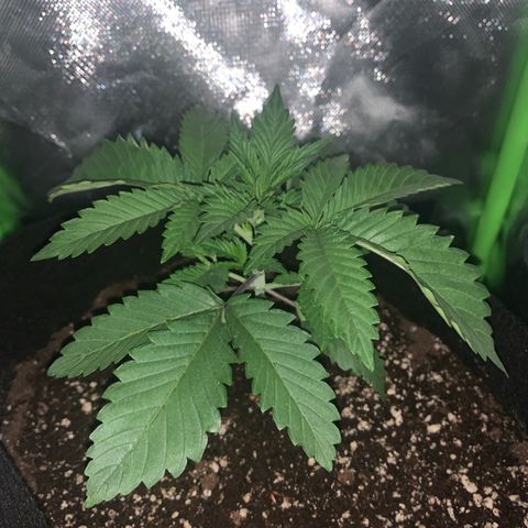 Unbekannte Sorte growlog timeline photo