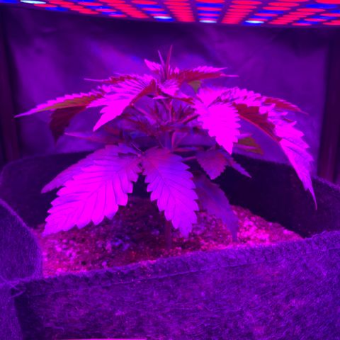 Unbekannte Sorte growlog timeline photo
