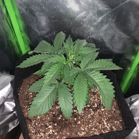 Unbekannte Sorte growlog timeline photo