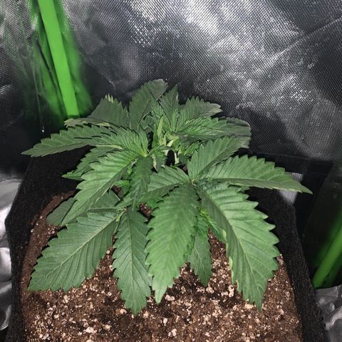 Unbekannte Sorte growlog timeline photo