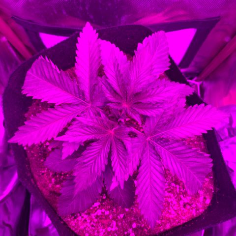 Unbekannte Sorte growlog timeline photo