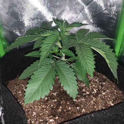 Unbekannte Sorte growlog timeline photo