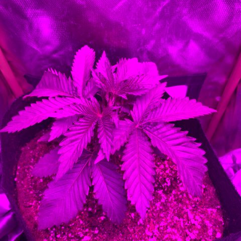 Unbekannte Sorte growlog timeline photo