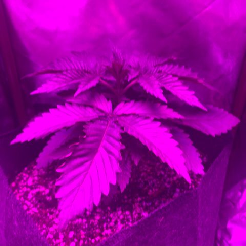 Unbekannte Sorte growlog timeline photo