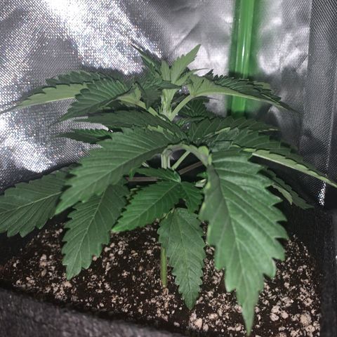 Unbekannte Sorte growlog timeline photo