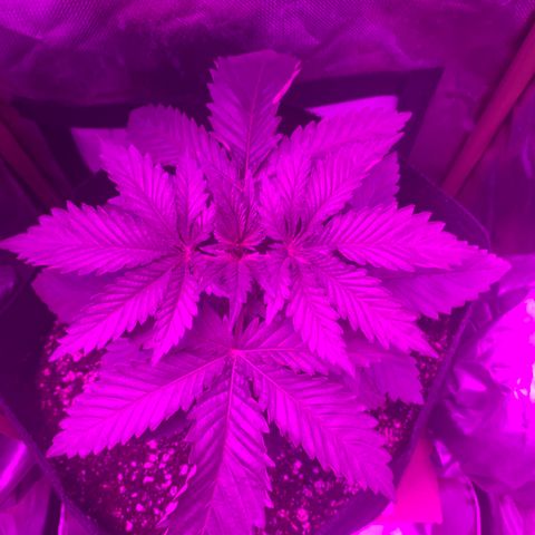 Unbekannte Sorte growlog timeline photo