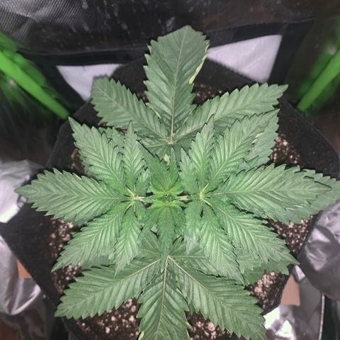 Unbekannte Sorte growlog timeline photo