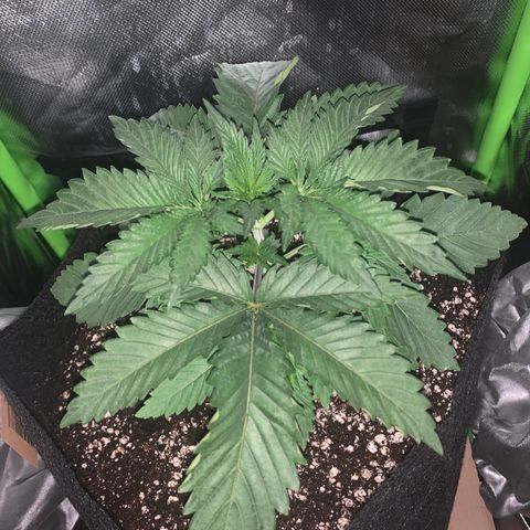 Unbekannte Sorte growlog timeline photo