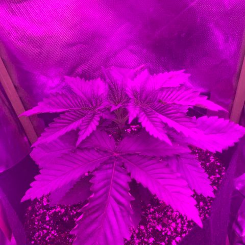 Unbekannte Sorte growlog timeline photo