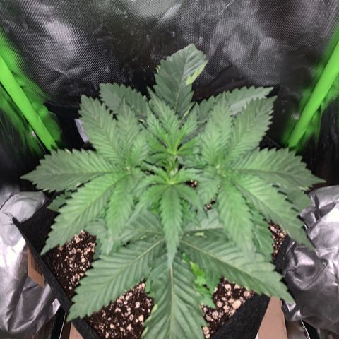 Unbekannte Sorte growlog timeline photo