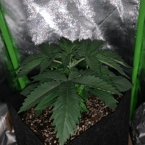 Unbekannte Sorte growlog timeline photo
