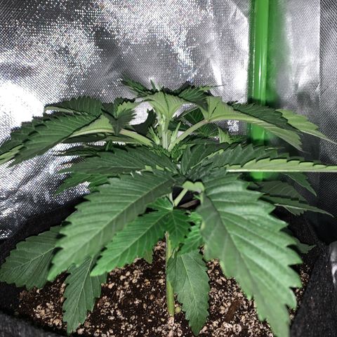 Unbekannte Sorte growlog timeline photo