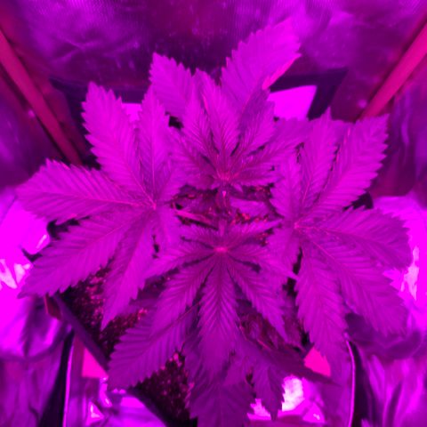 Unbekannte Sorte growlog timeline photo