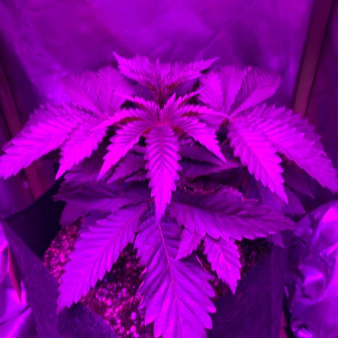 Unbekannte Sorte growlog timeline photo