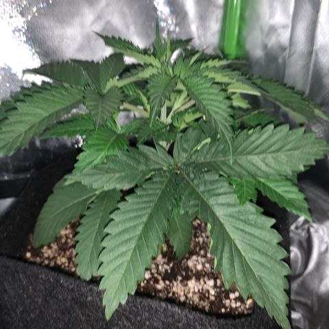 Unbekannte Sorte growlog timeline photo