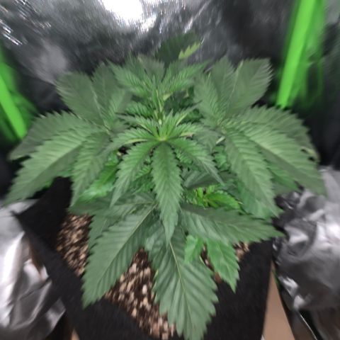 Unbekannte Sorte growlog timeline photo
