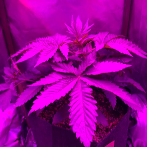 Unbekannte Sorte growlog timeline photo