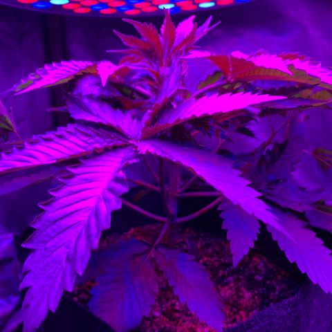 Unbekannte Sorte growlog timeline photo