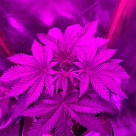 Unbekannte Sorte growlog timeline photo