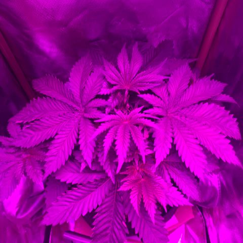 Unbekannte Sorte growlog timeline photo