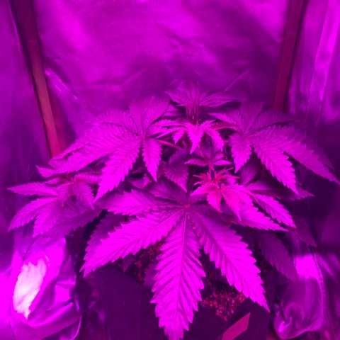 Unbekannte Sorte growlog timeline photo